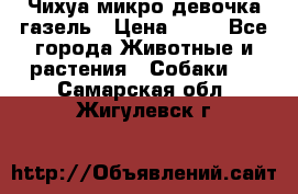 Чихуа микро девочка газель › Цена ­ 65 - Все города Животные и растения » Собаки   . Самарская обл.,Жигулевск г.